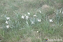 VBS_1166 - Fioritura narcisi a Castelnuovo Nigra 2023